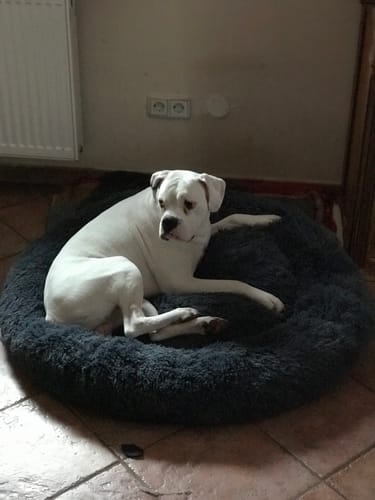 Customer photo review of Puppery Hundebett Wolke 7 - Das Original