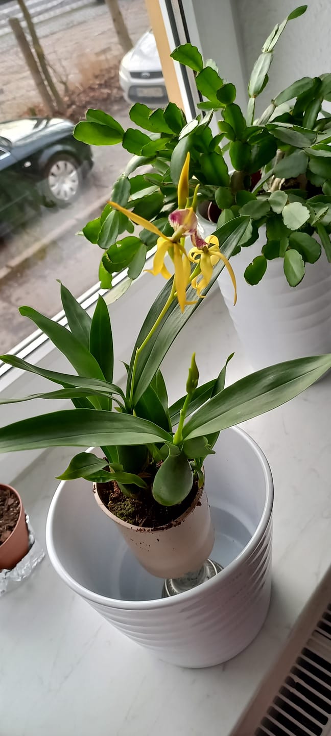 Customer photo review of Encyclia Jasper mit orange-gelben Blüten