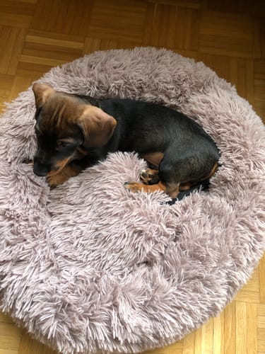 Customer photo review of Puppery Hundebett Wolke 7 - Das Original