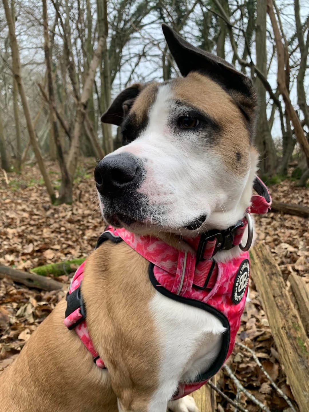 Customer photo review of Comfort Premium Harness | Non Restrictive - Bubblegum