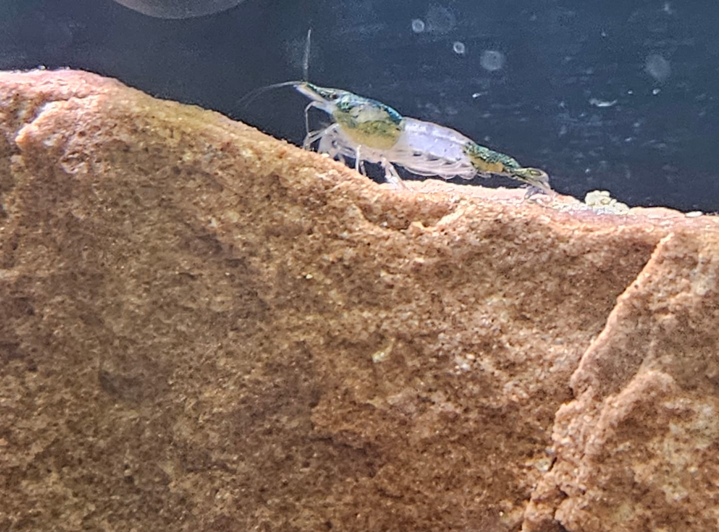 Customer photo review of Carbon Rili Shrimp