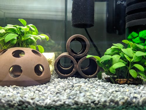 Customer photo review of Anubias Nana Petite