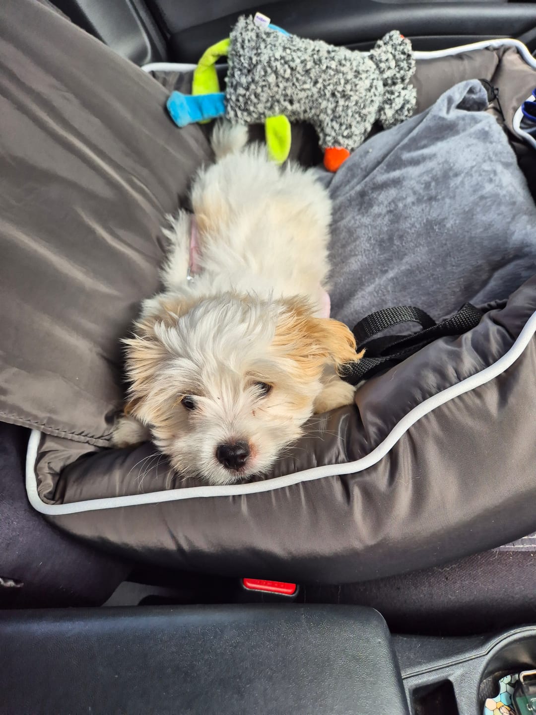 Customer photo review of Pet Car Booster Seat - Grey