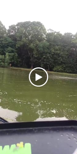 Customer video review of BABYCORN PELLETS