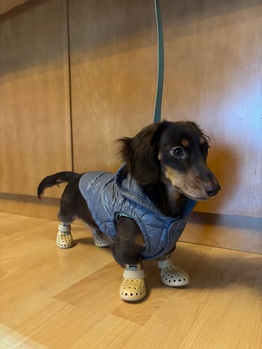 Customer photo review of WagWellies® Mojave