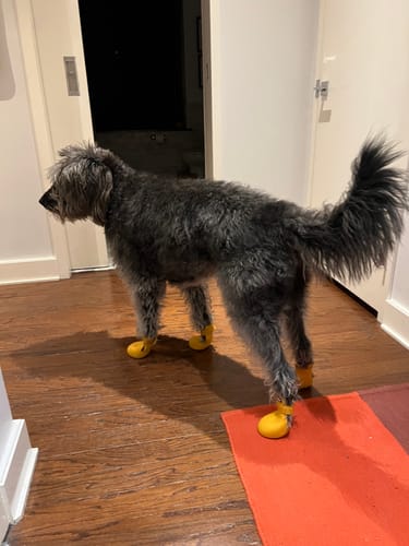 Customer photo review of WagWellies® by wagwear