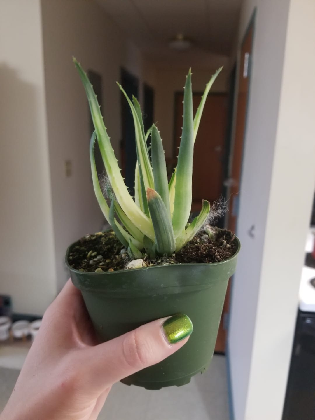 Customer photo review of Aloe ‘Solar Flare’