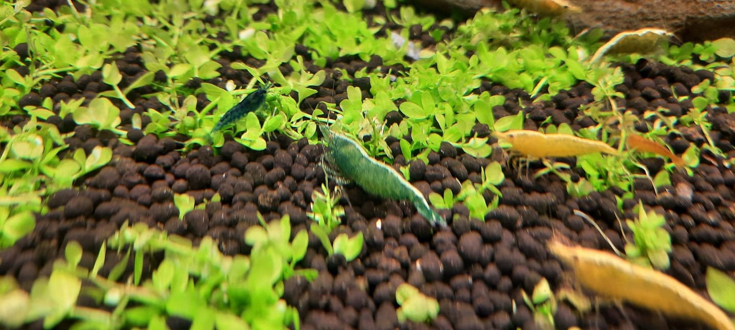 Customer photo review of Golden Neocaridina Shrimp