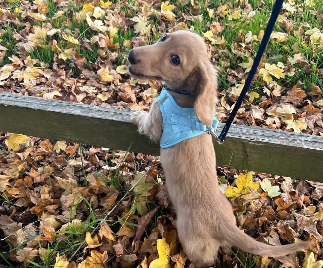 Customer photo review of Pawsome Pup Harness - Emerald