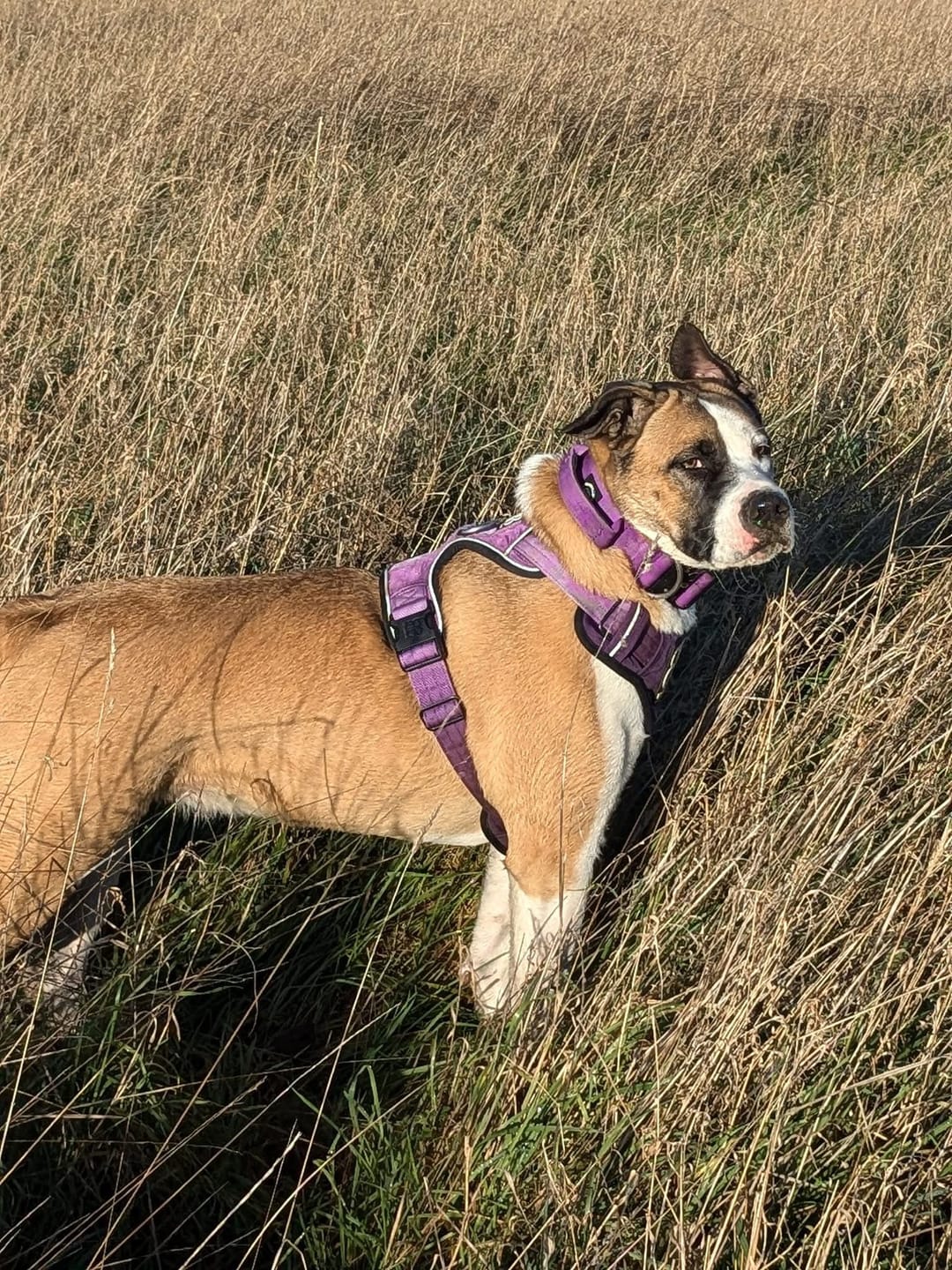 Customer photo review of Comfort Premium Harness | Non Restrictive - Purple