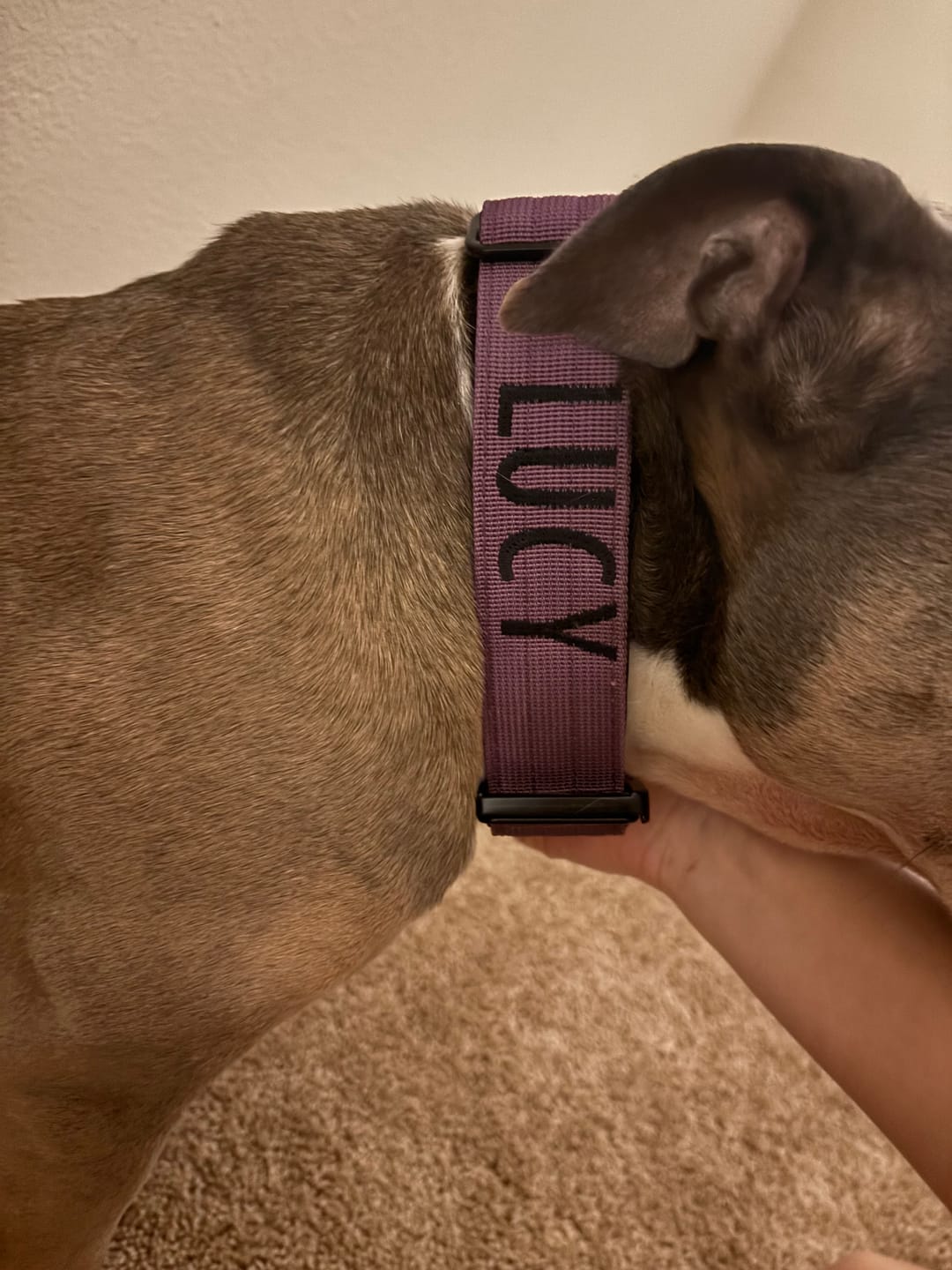 Customer photo review of 1.5" Tacti Slim Dog Collar - Grape