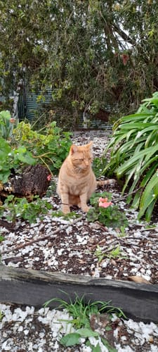 Customer photo review of 1 Month Supply – 2 Cat