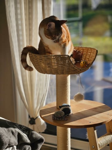 Customer photo review of Arbre à chat - Tour Miauleur