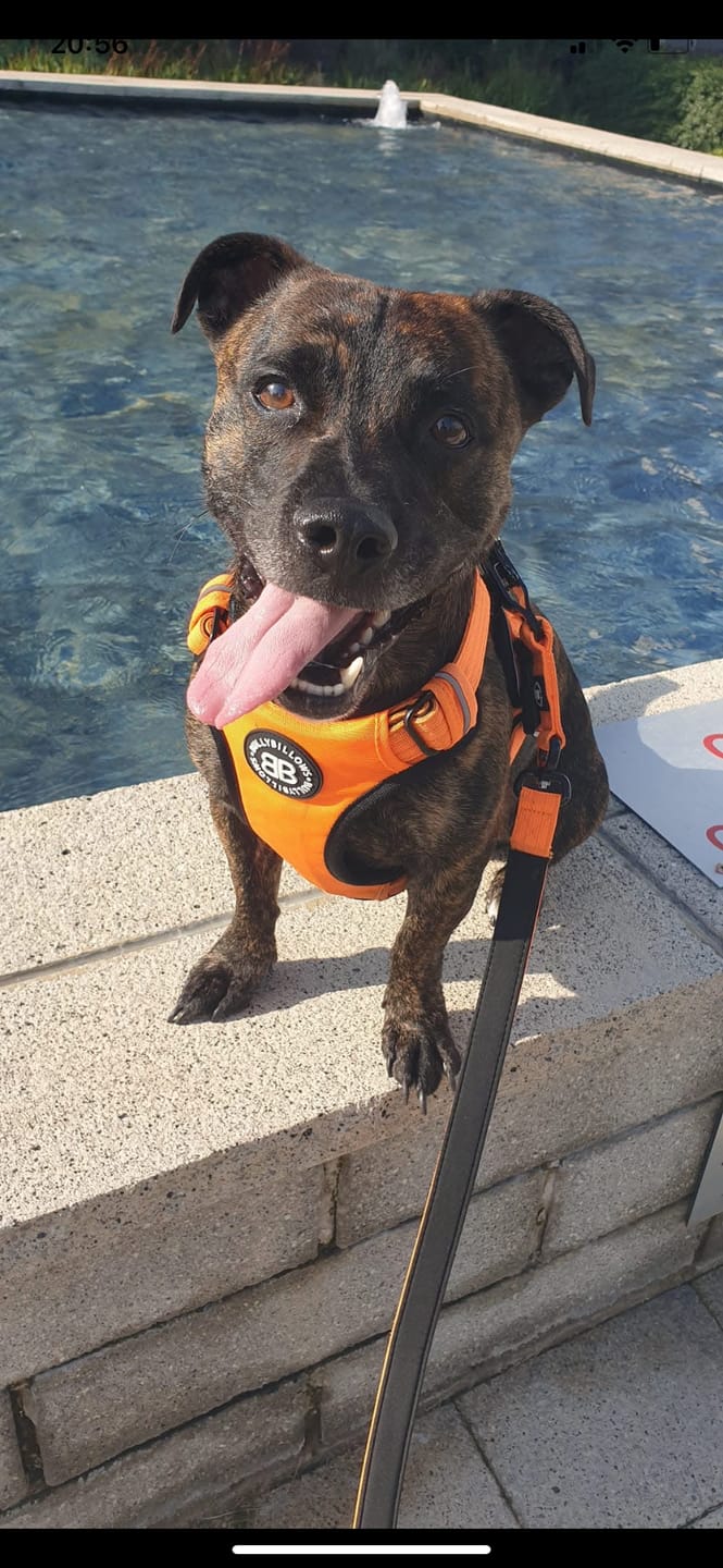 Customer photo review of Comfort Premium Harness | Non Restrictive - Orange