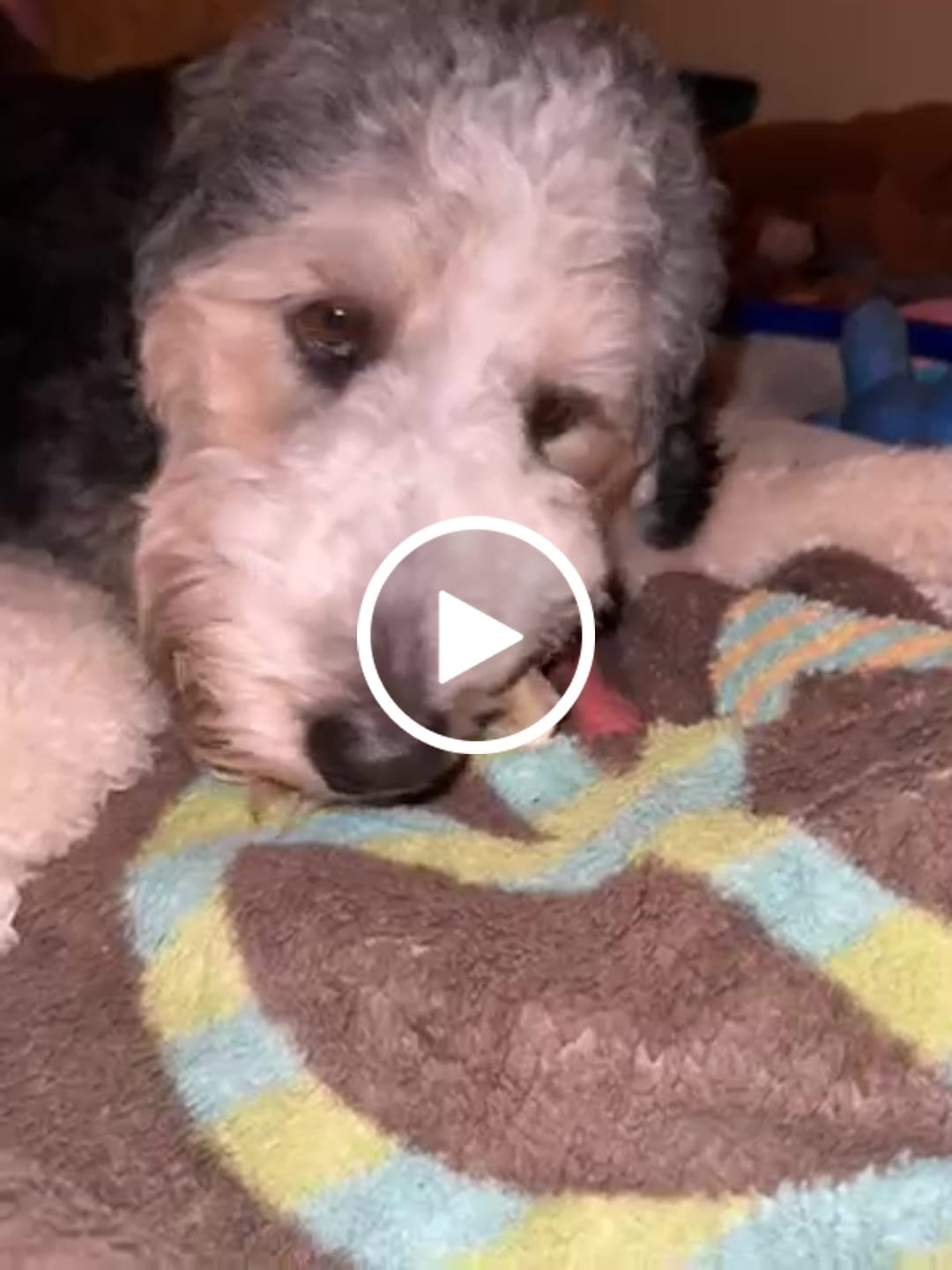 Customer video review of 12 Inch Beef Trachea