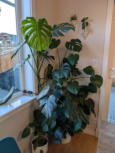 Customer photo review of Plant Food