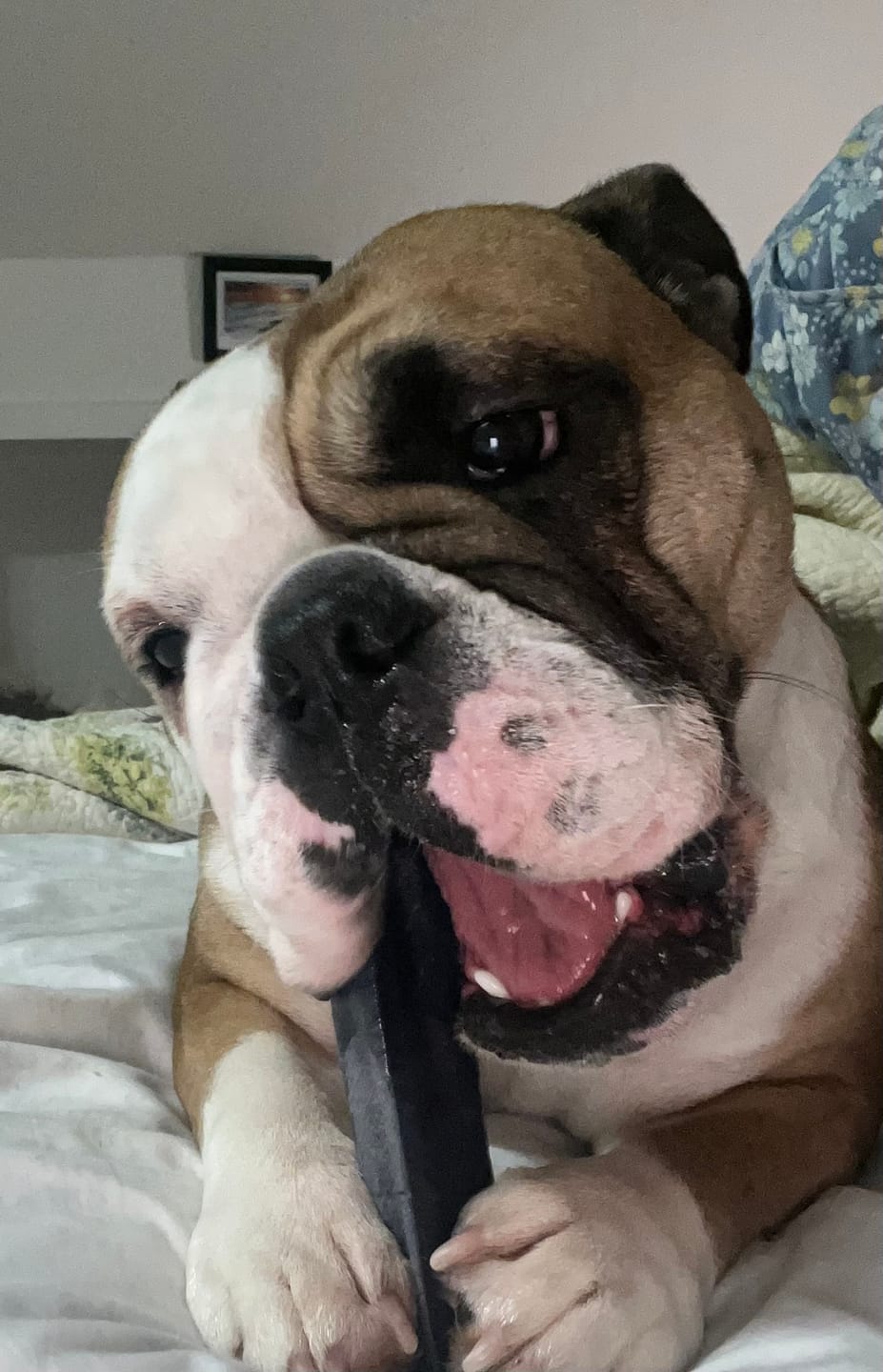Customer photo review of Blueberry Himalayan Yak Chew (MEDIUM)