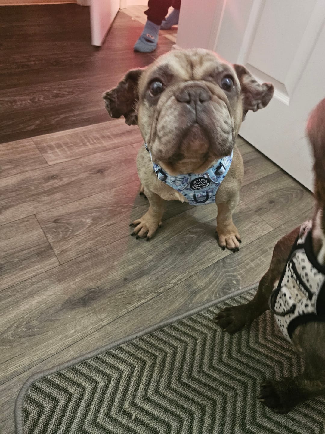 Customer photo review of Disney© Tough Trails™ Harness - Eeyore