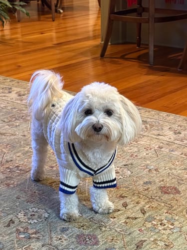 Customer photo review of Polo Ralph Lauren Dog Cricket Sweater