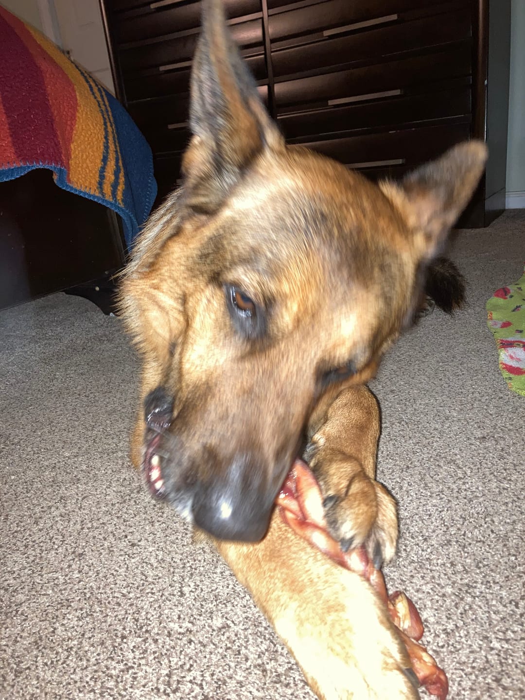 Customer photo review of 12 Inch Thick Braided Bully Stick
