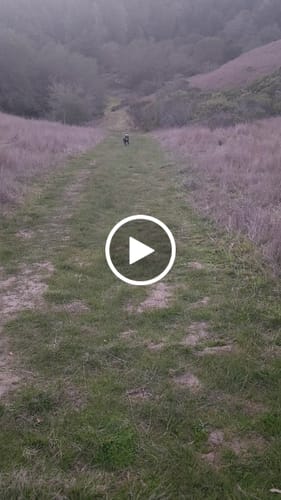 Customer video review of WagWellies® Mojave