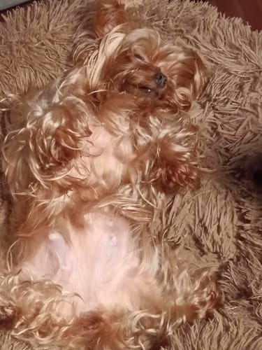 Customer photo review of Cookable Dog BARF Mix