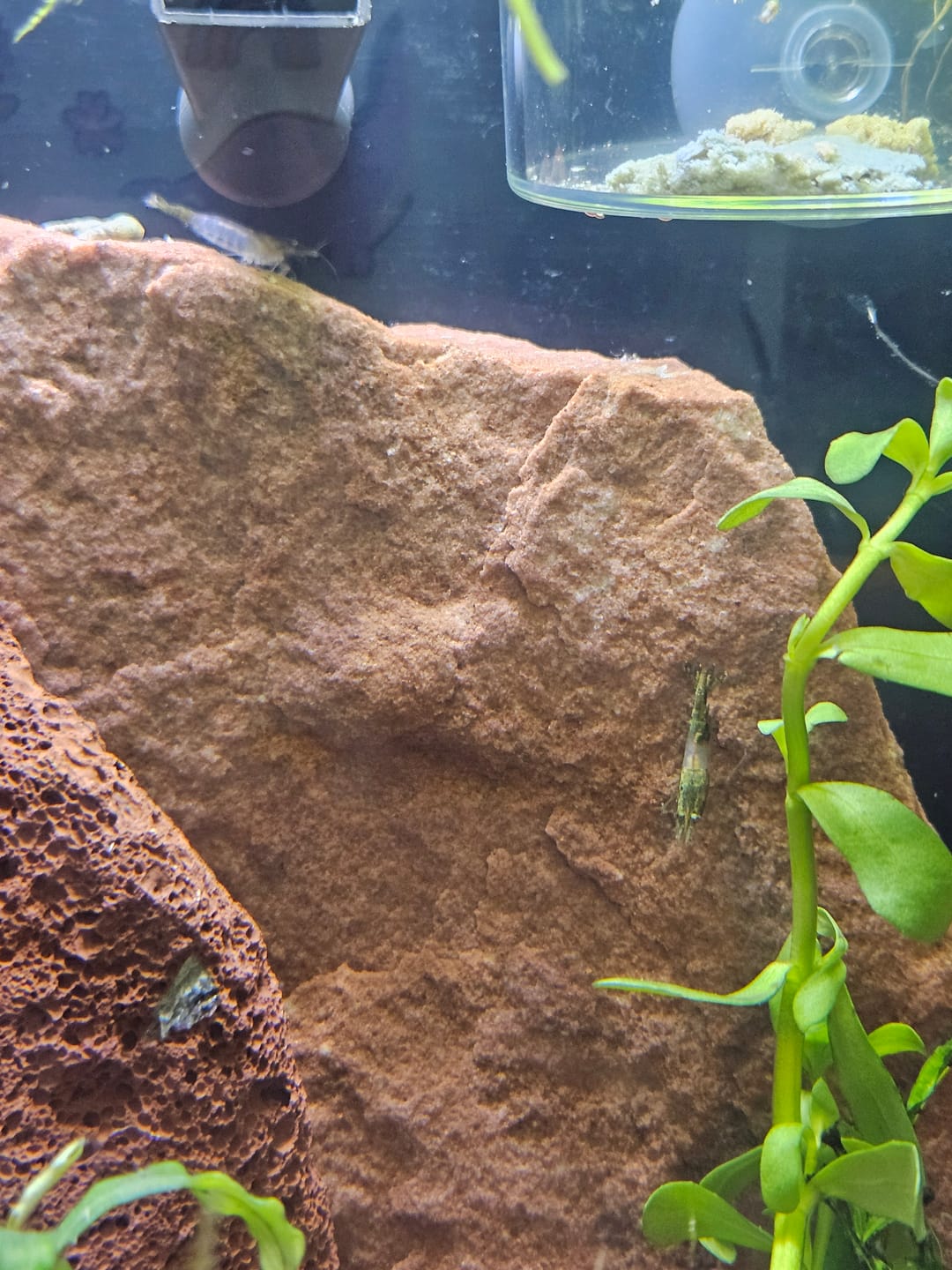 Customer photo review of Green Rili Shrimp