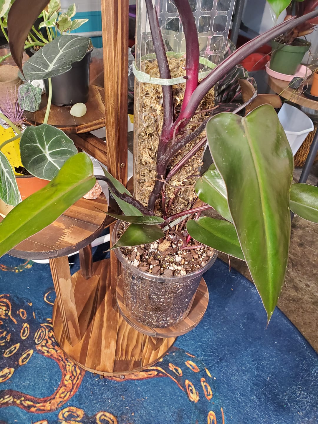 Customer photo review of Philodendron 'Bloody Mary'