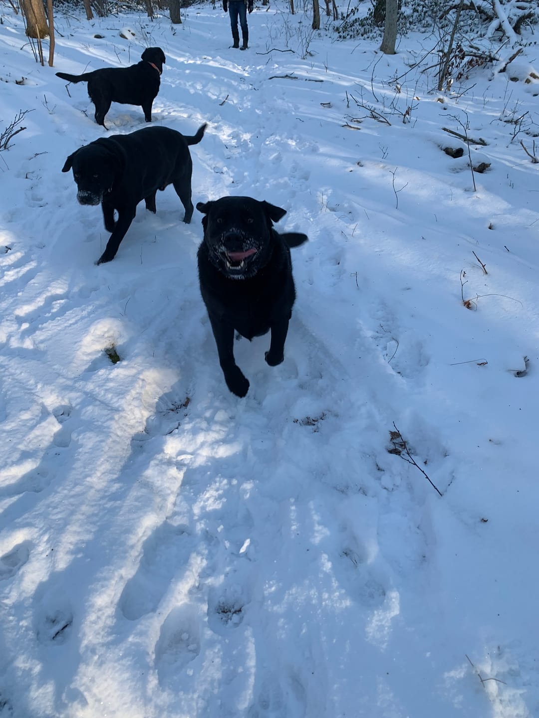 Customer photo review of Buddy Guard + Omega Love+
