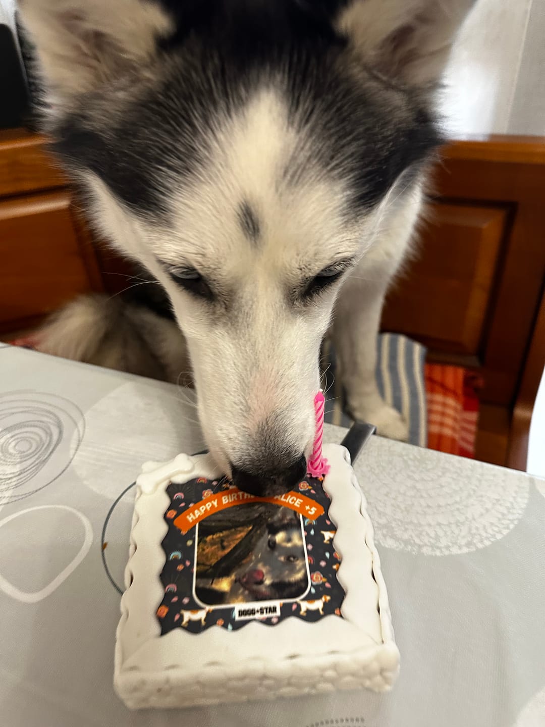Customer photo review of Fotogenica 2 Torta Per Cani con Fotografia e Messaggio