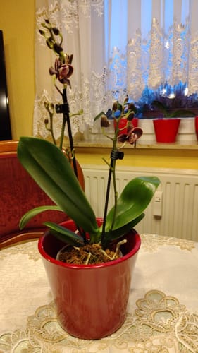 Customer photo review of Table Dance Banana Chocolate mit schokoladenbraunen Blüten und 2+ Rispen