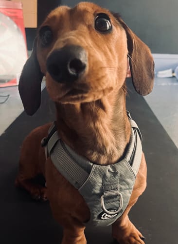 undefined review of Air Harness | Anti-Pull & With Handle - Grey image 1 out of 1