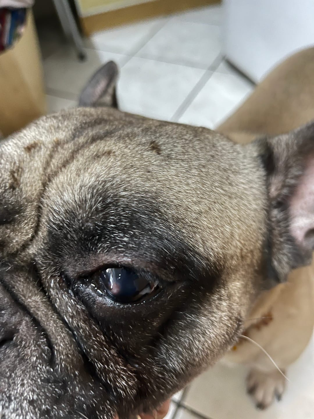 Customer photo review of Picături sterile oftalmice Kamaeyesvet 5 ml