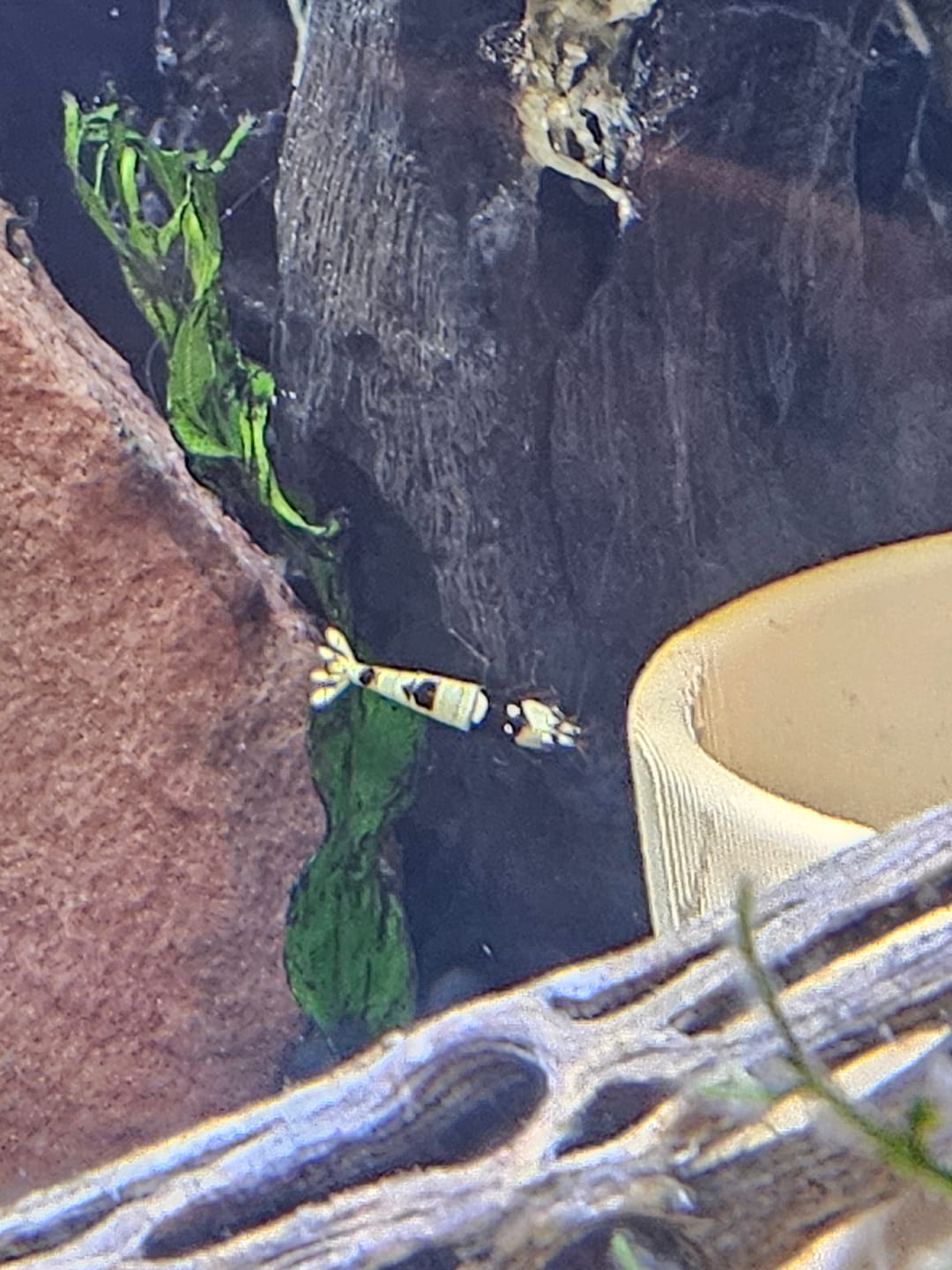 Customer photo review of Crystal Black Shrimp