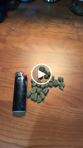 Customer video review of Jungle Cake - Greenhouse THCA (Smalls)