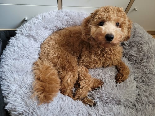 Customer photo review of Puppery Hundebett Wolke 7 - Das Original