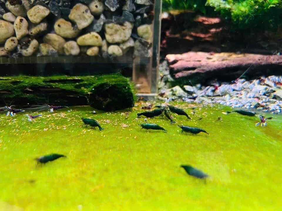 Customer photo review of Green Jade Neocaridina Shrimp