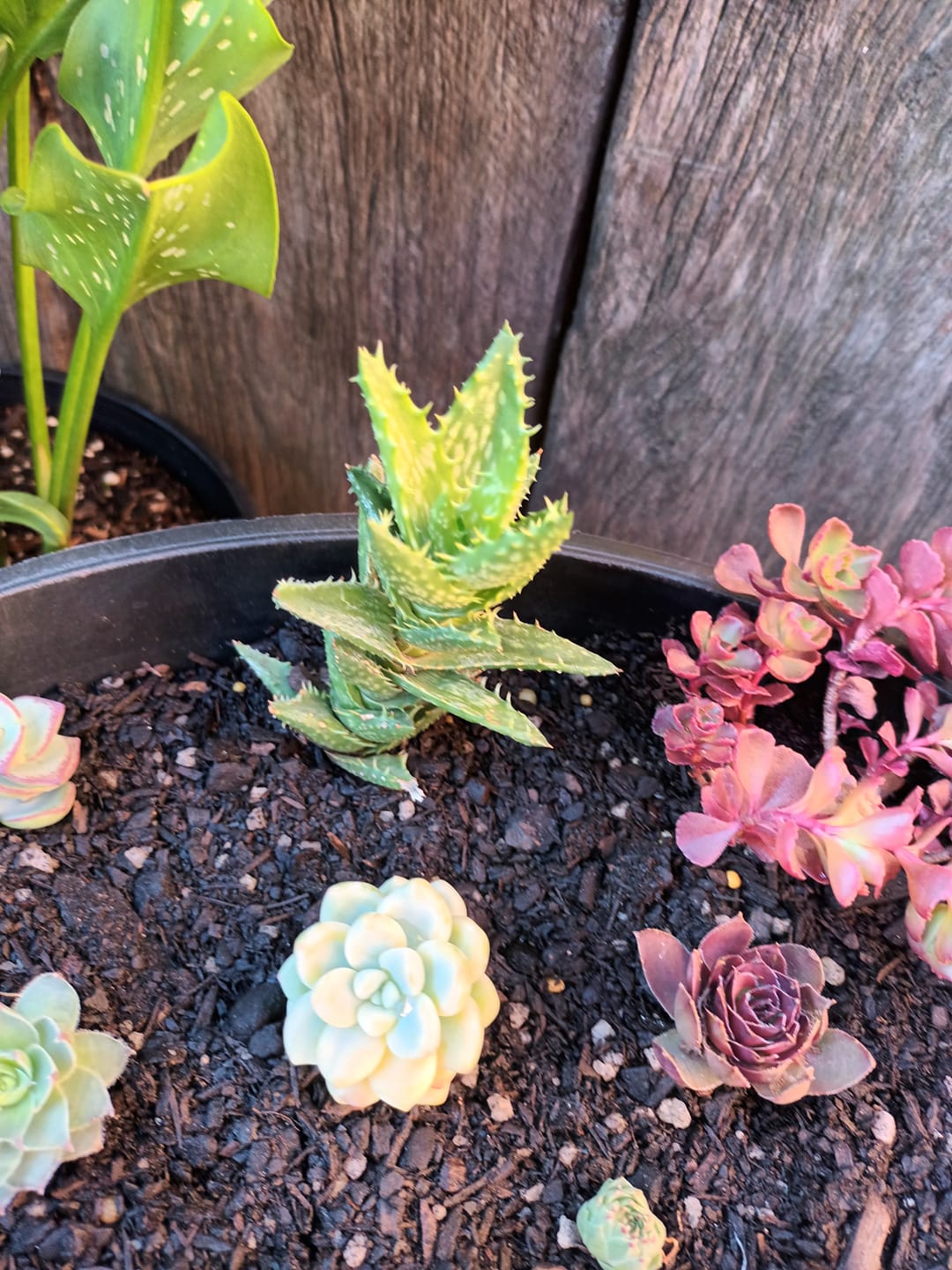 Customer photo review of Sedum clavatum variegated cuttings x 1