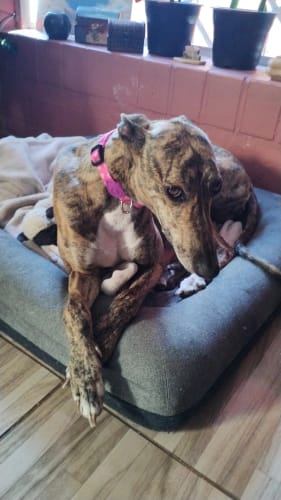 Customer photo review of Collar Rosado Flores