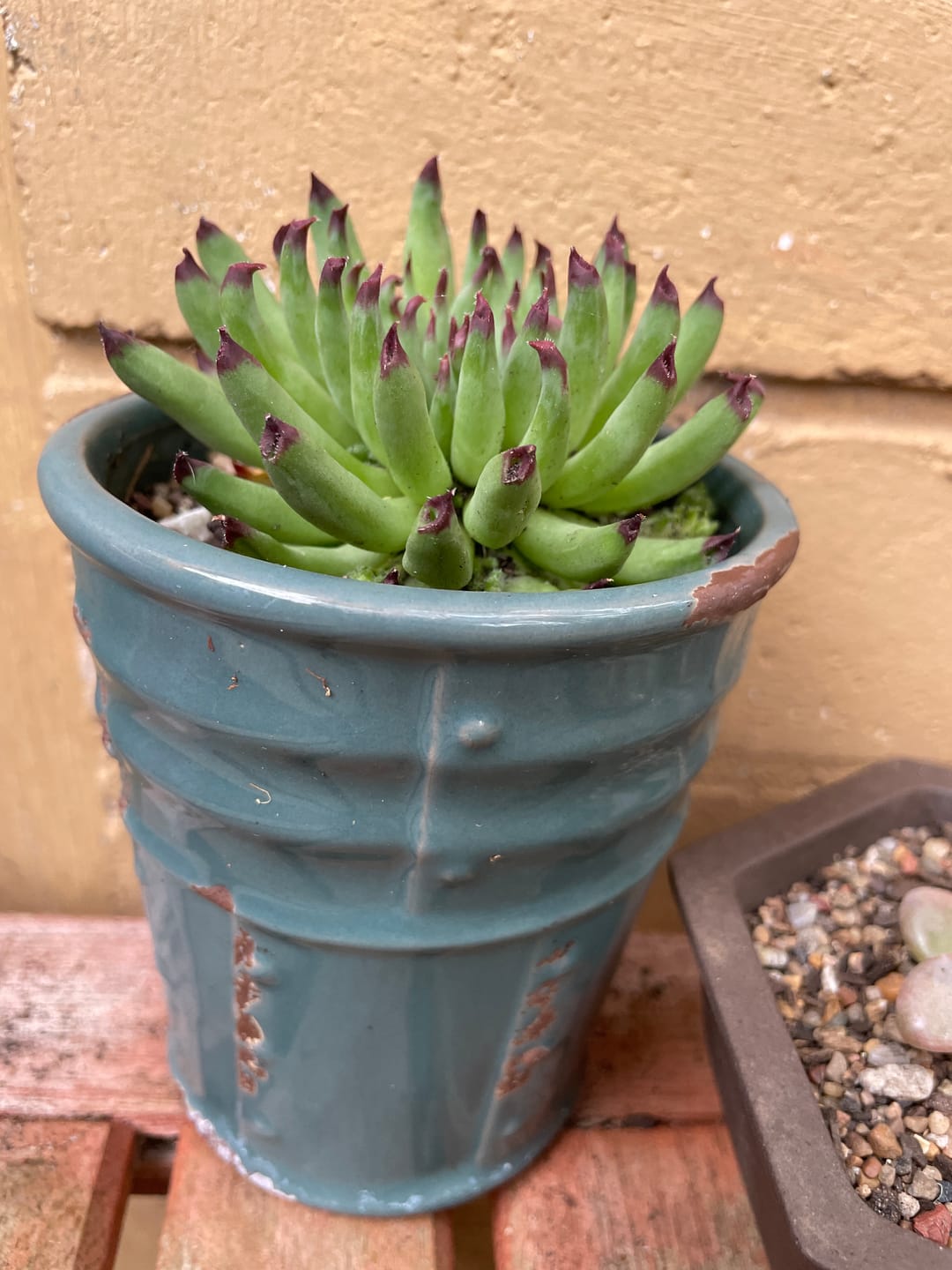 Customer photo review of Sempervivum Pittoni