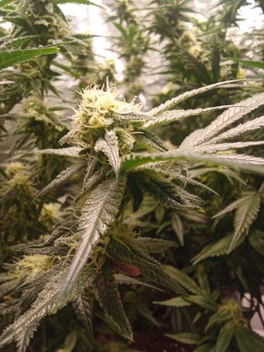 Customer photo review of Girl Scout Cookies Steckling