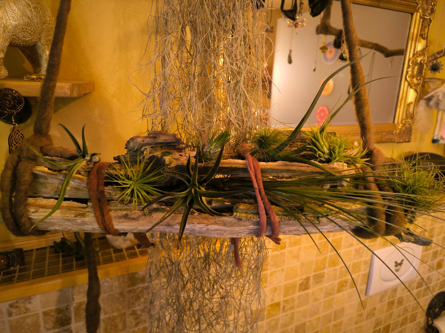 Customer photo review of Tillandsia argentea