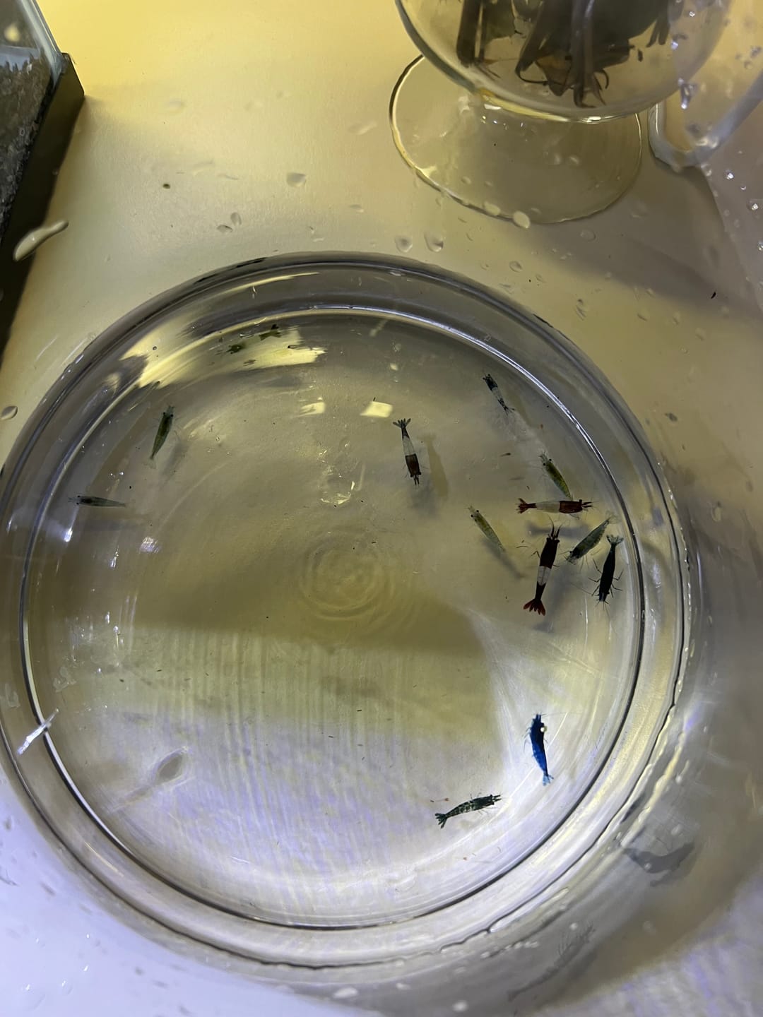 Customer photo review of Carbon Rili Shrimp