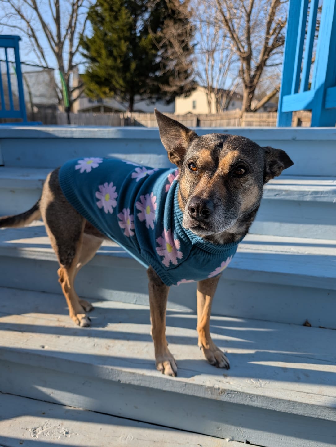 Customer photo review of Flower Knit Dog Sweater