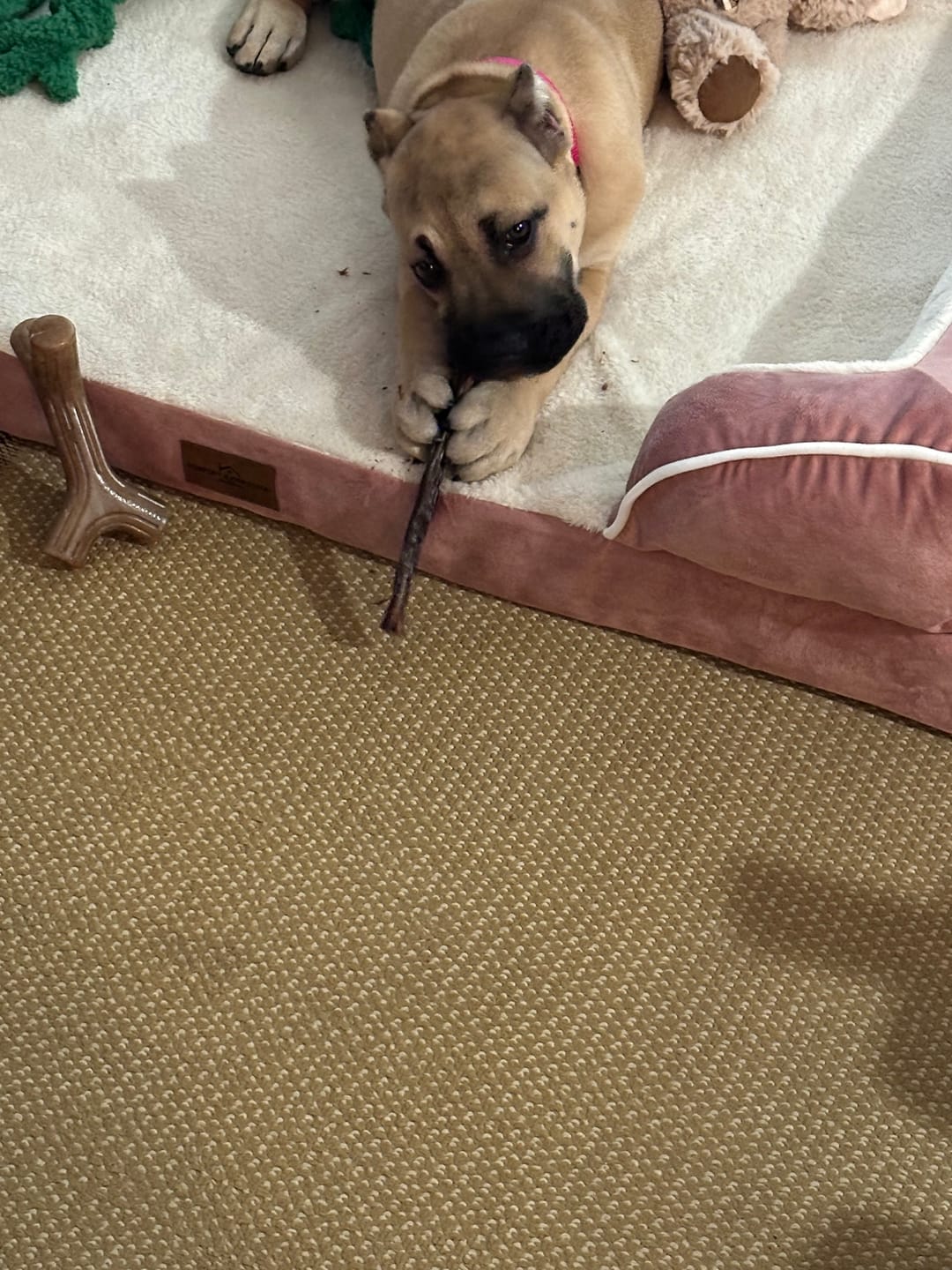 Customer photo review of Bully Bunches Puppy Pack