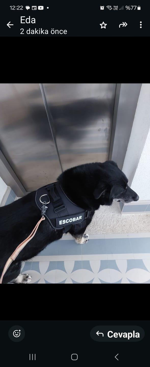 Customer photo review of MellowPurr Özelleştirilebilir No Pull Köpek Tasması