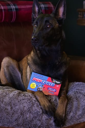 Customer photo review of Pup Tarts Dog Treats, Crunchy Biscuits, Peanut Butter Flavor, 5 oz