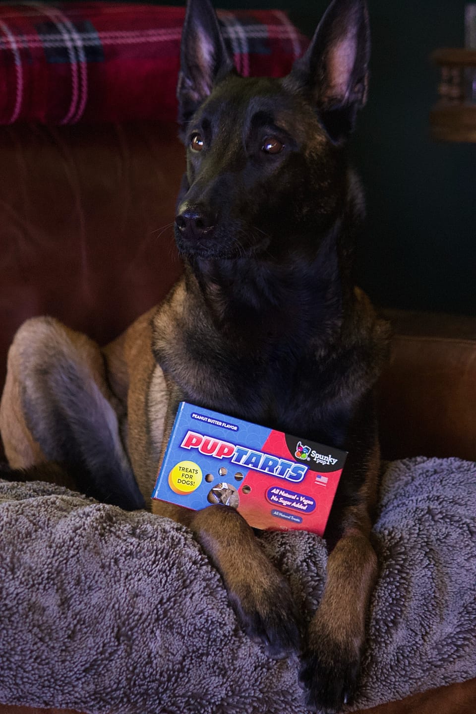 Customer photo review of Pup Tarts Dog Treats, Crunchy Biscuits, Peanut Butter Flavor, 5 oz