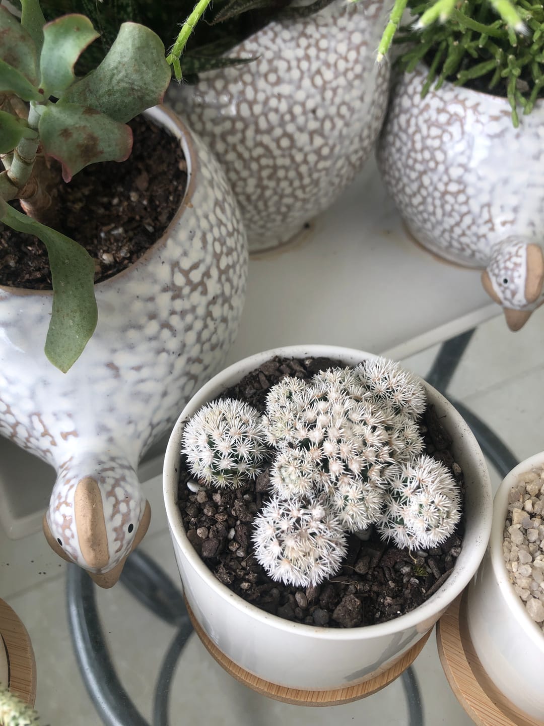 Customer photo review of Mammillaria Vetula ssp Gracilis 'Arizona Snowcap'