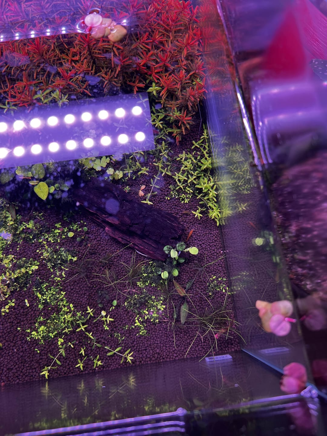 Customer photo review of Chihiros WRGB II Slim LED Light